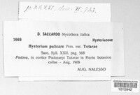 Hysterium pulicare image